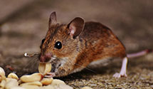 24 Hour & Emergency Exterminators in Yarmouth, ME